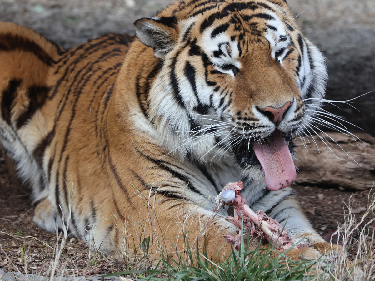 สวนสัตว์และสวนพฤกษศาสตร์โทโยฮาชิ (นงโฮอิปาร์ค)