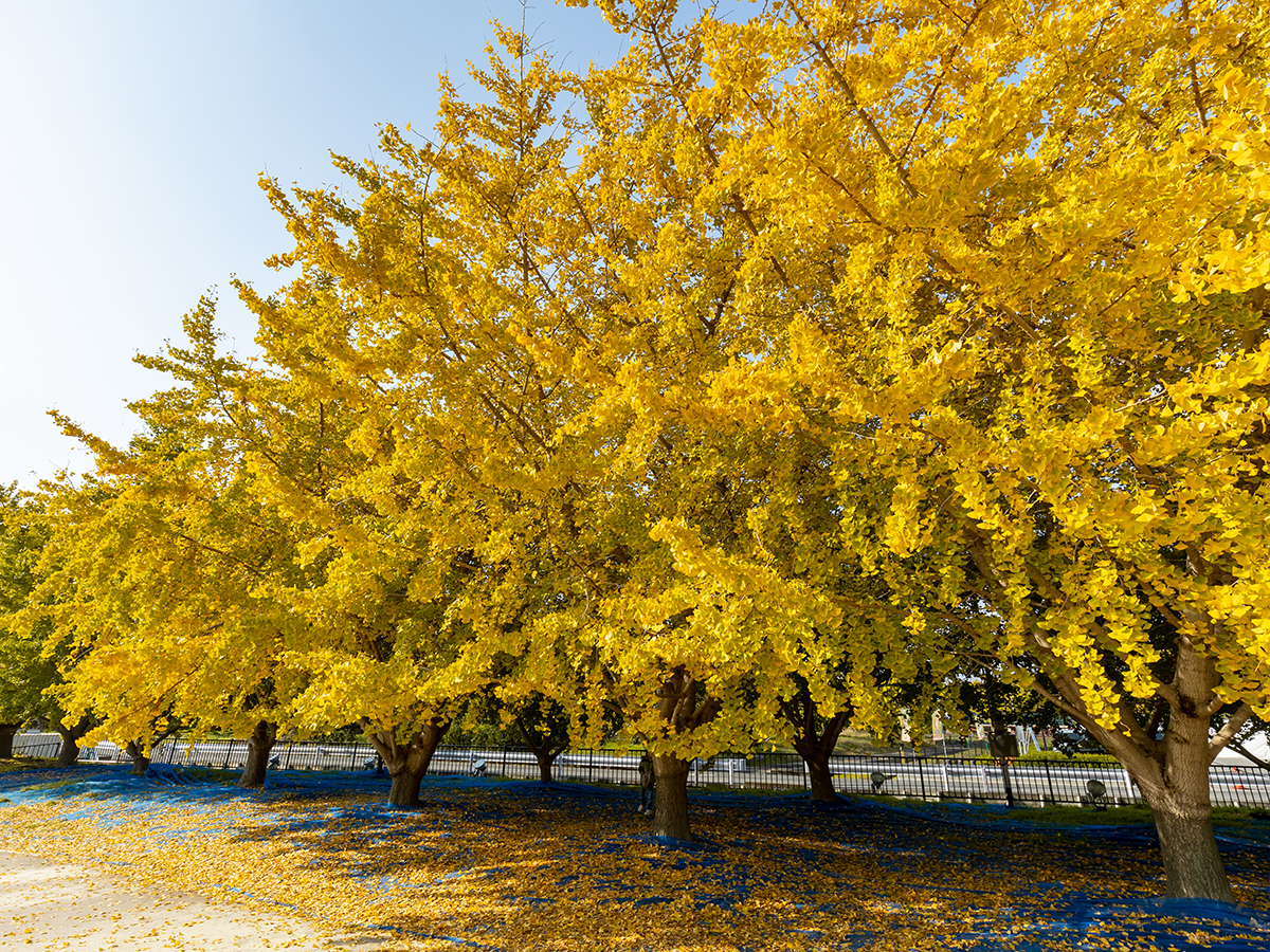 祖父江ぎんなんパーク