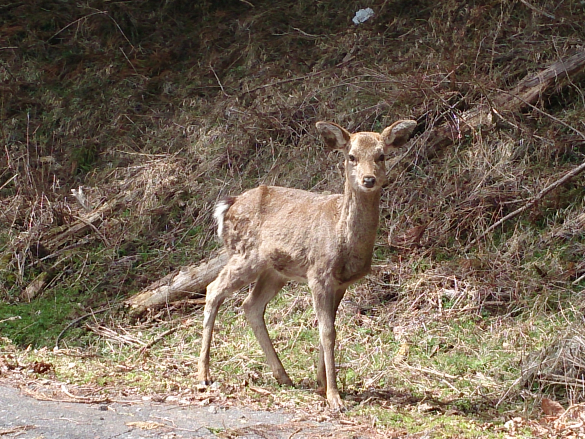 ナイトサファリ
