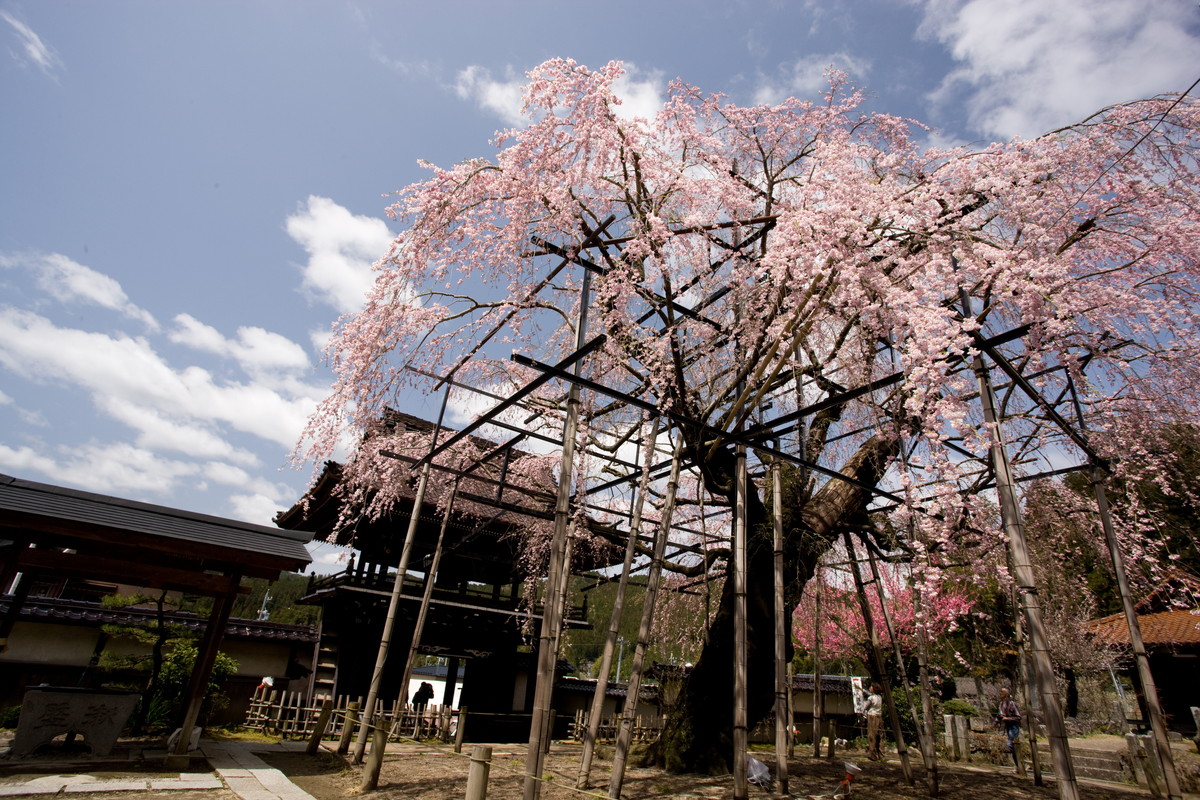 瑞龍寺のしだれ桜