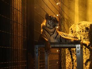 东山动植物园　夜间ZOO