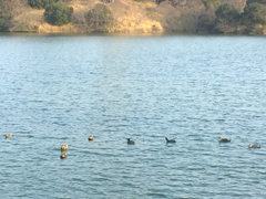 Souri Pond Plum Festival