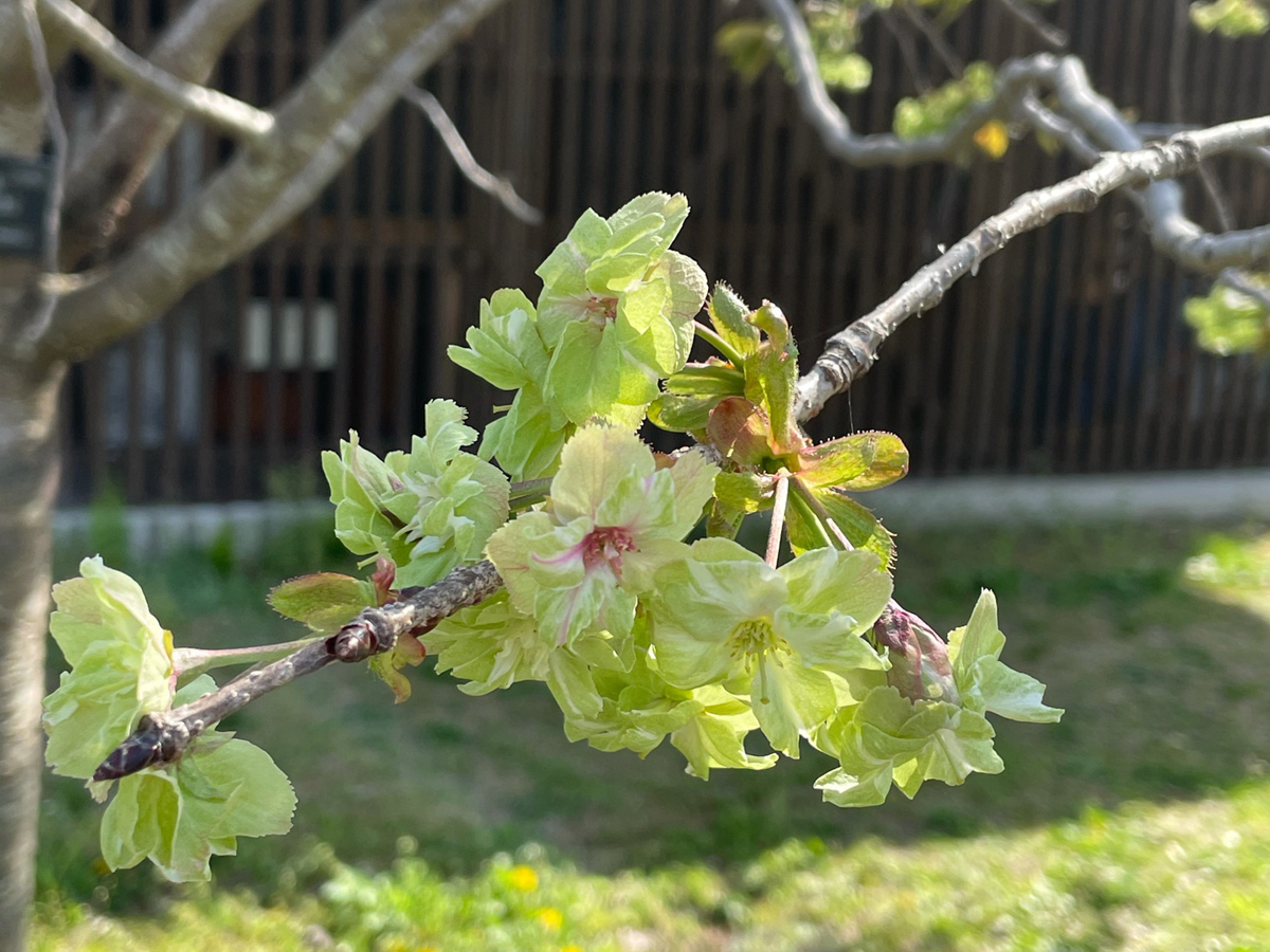 フラワーパーク江南　さくら祭り