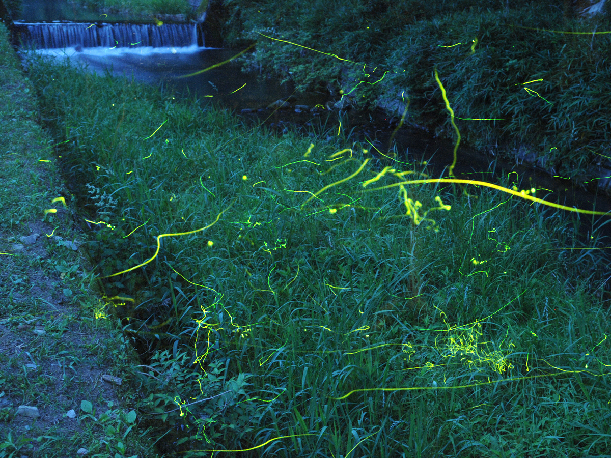 Tokkawa Firefly Festival