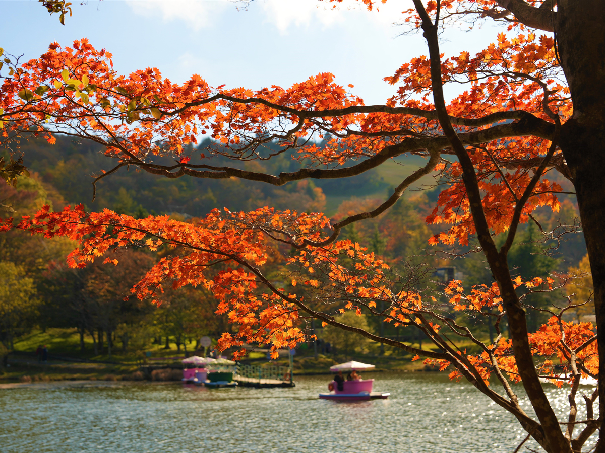 秋の茶臼山高原まつり