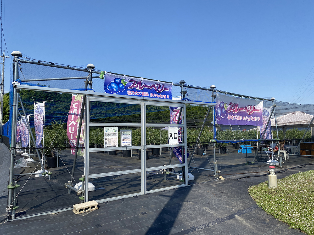 中田の丘ファーム　ブルーベリー農園