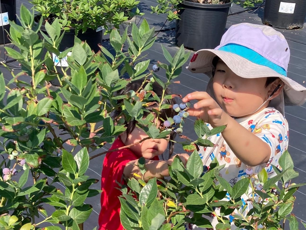 ブルーベリースターみかわ