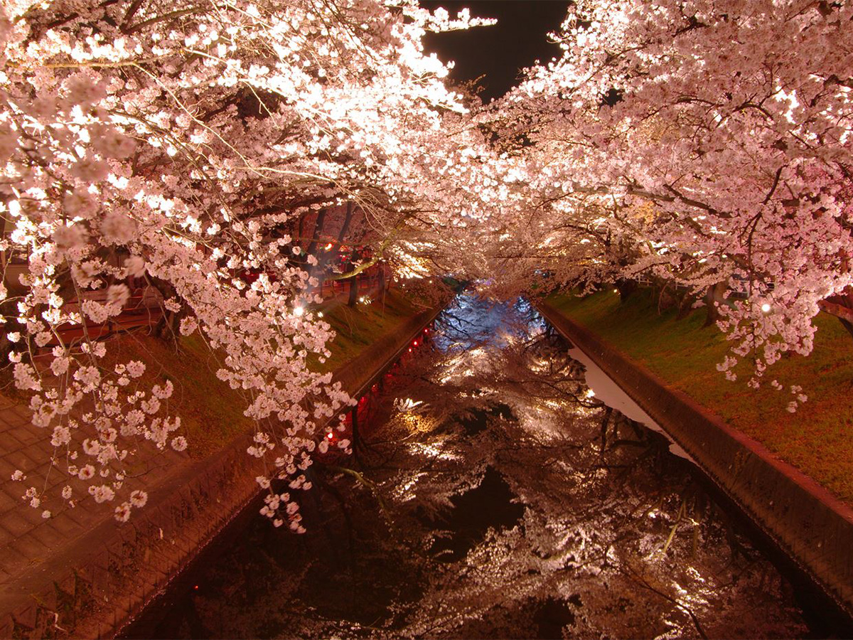 大口町 桜まつり及び桜ライトアップ