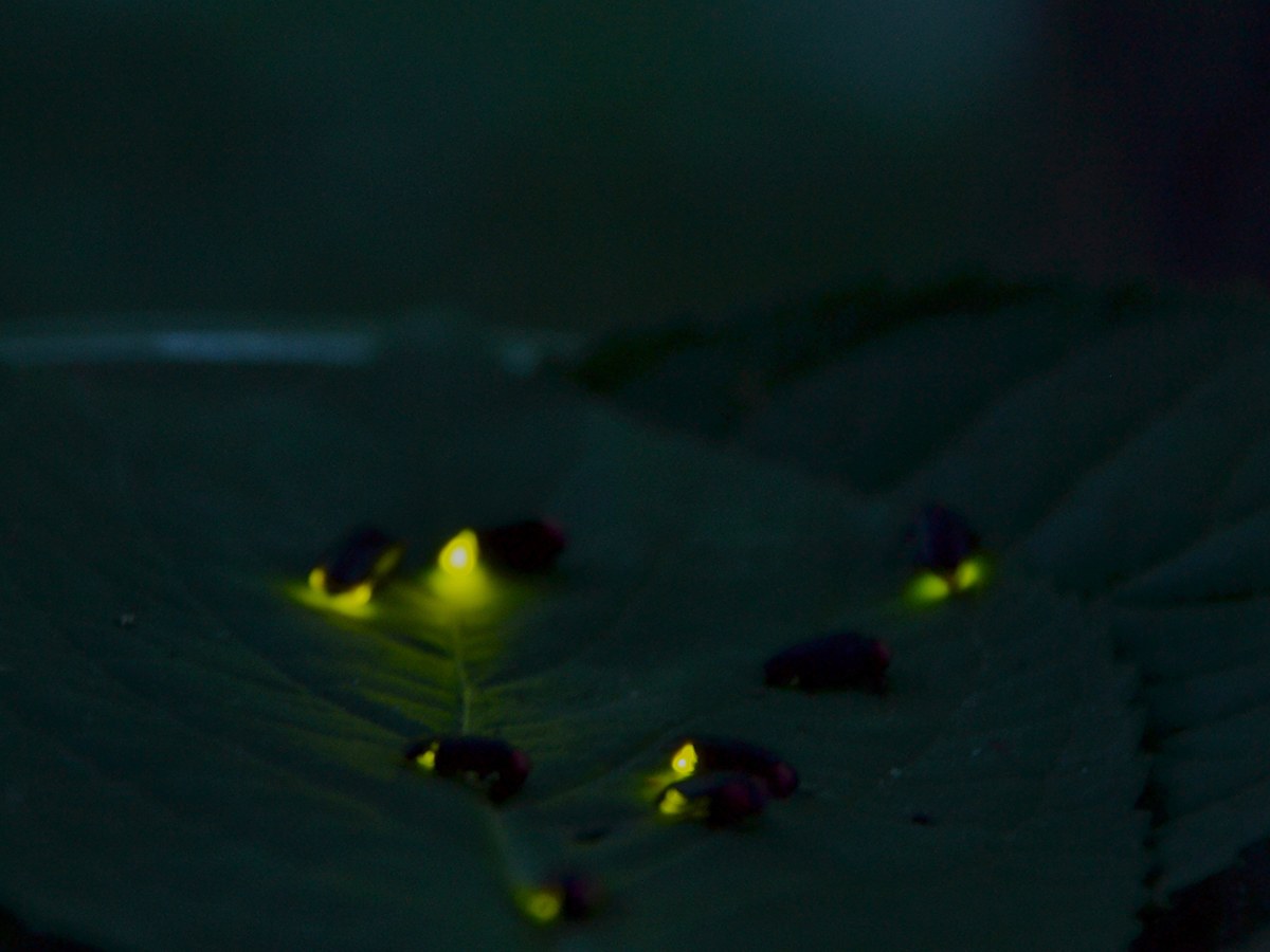 Fireflies Festival (Hotaru Matsuri) - Denpark