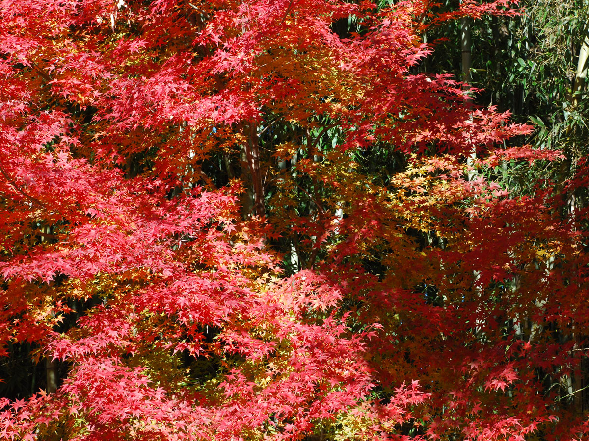 Inuyama Autumn Leaves Route Bus
