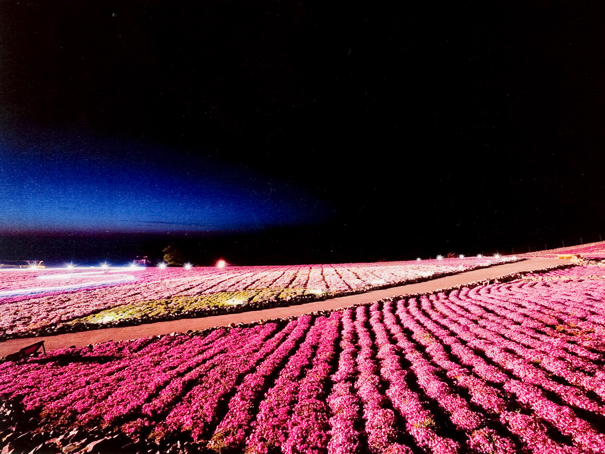 차우스야마 고원 꽃잔디 축제