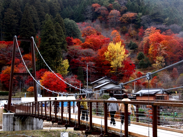 大井平公园红叶节