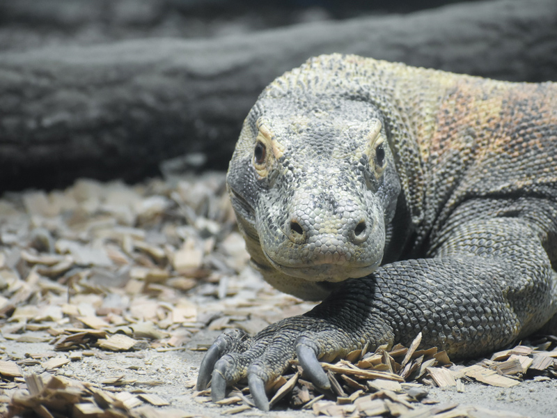 名古屋市東山動植物園