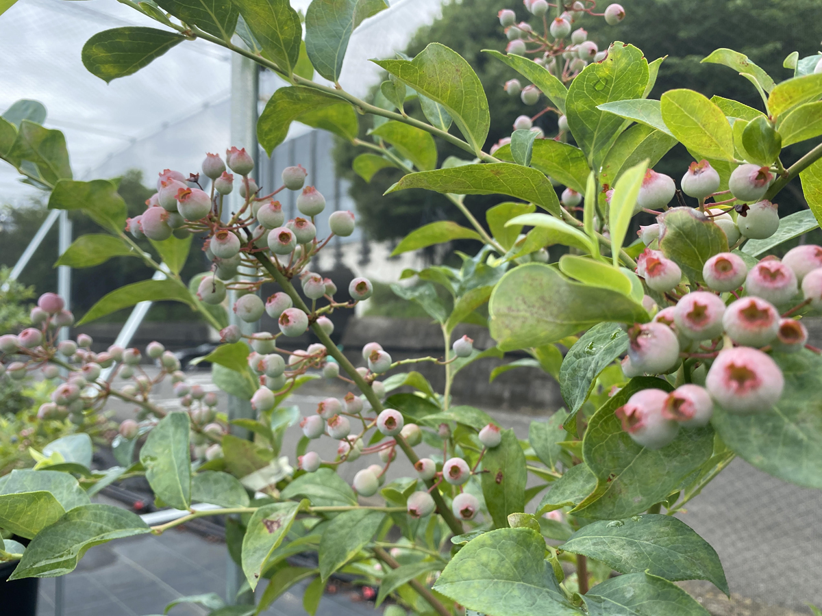 中田の丘ファーム　ブルーベリー農園