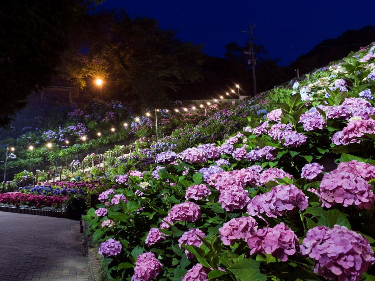 Katahara Onsen Hot Spring Hydrangea Festival