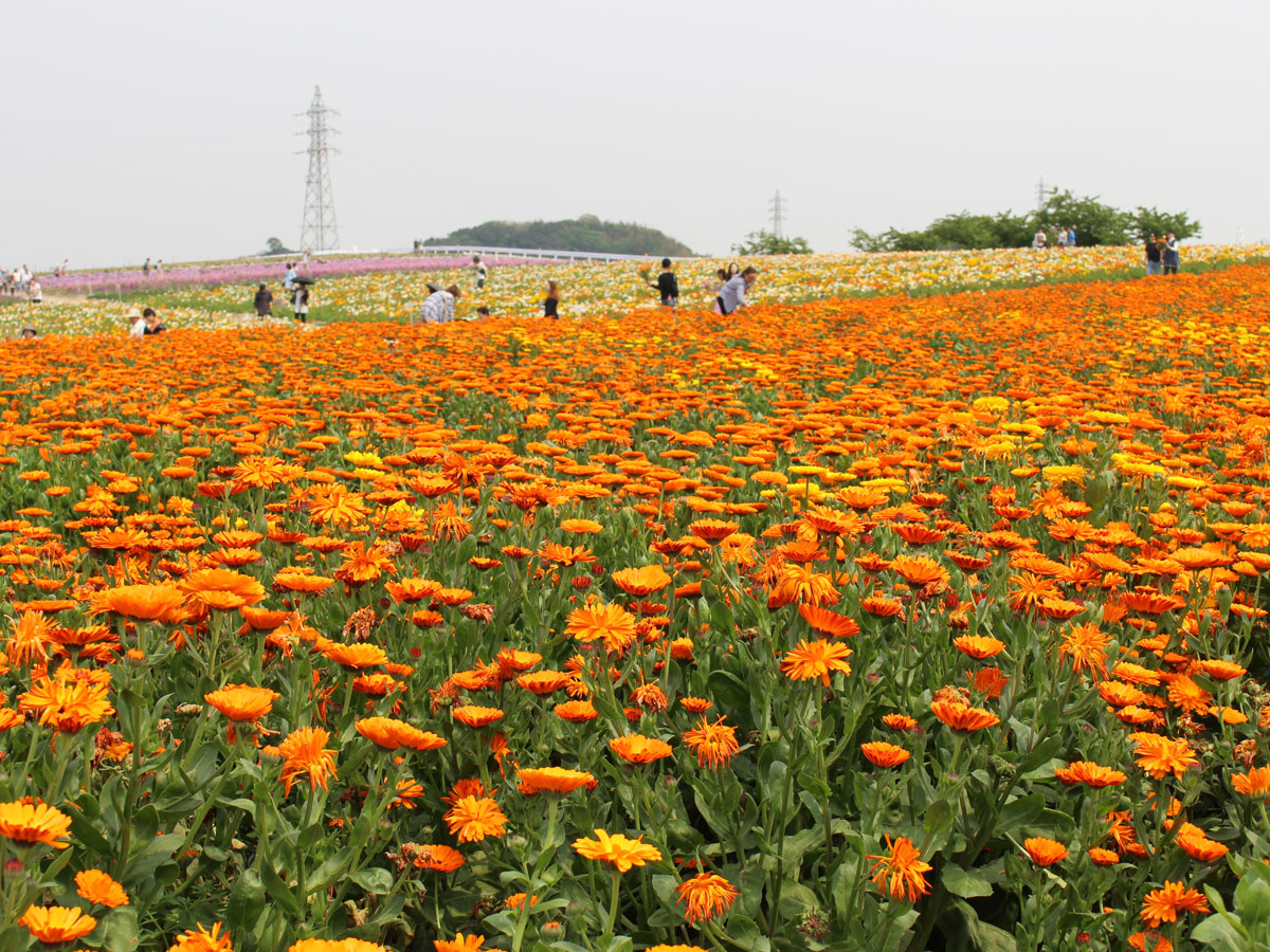 Tourism Farm Hana Hiroba