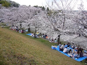 尾张旭・城山公园樱花节