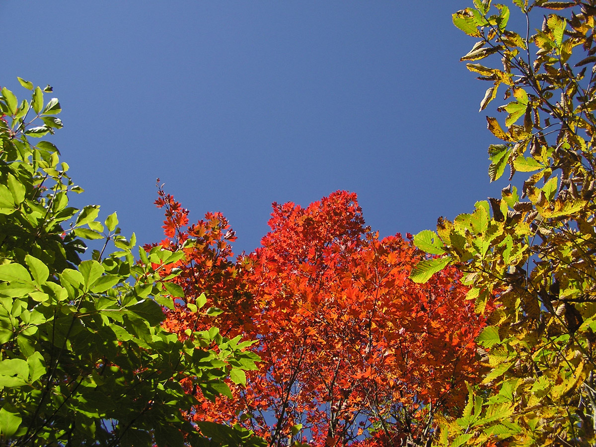 段戸裏谷原生林(きららの森)