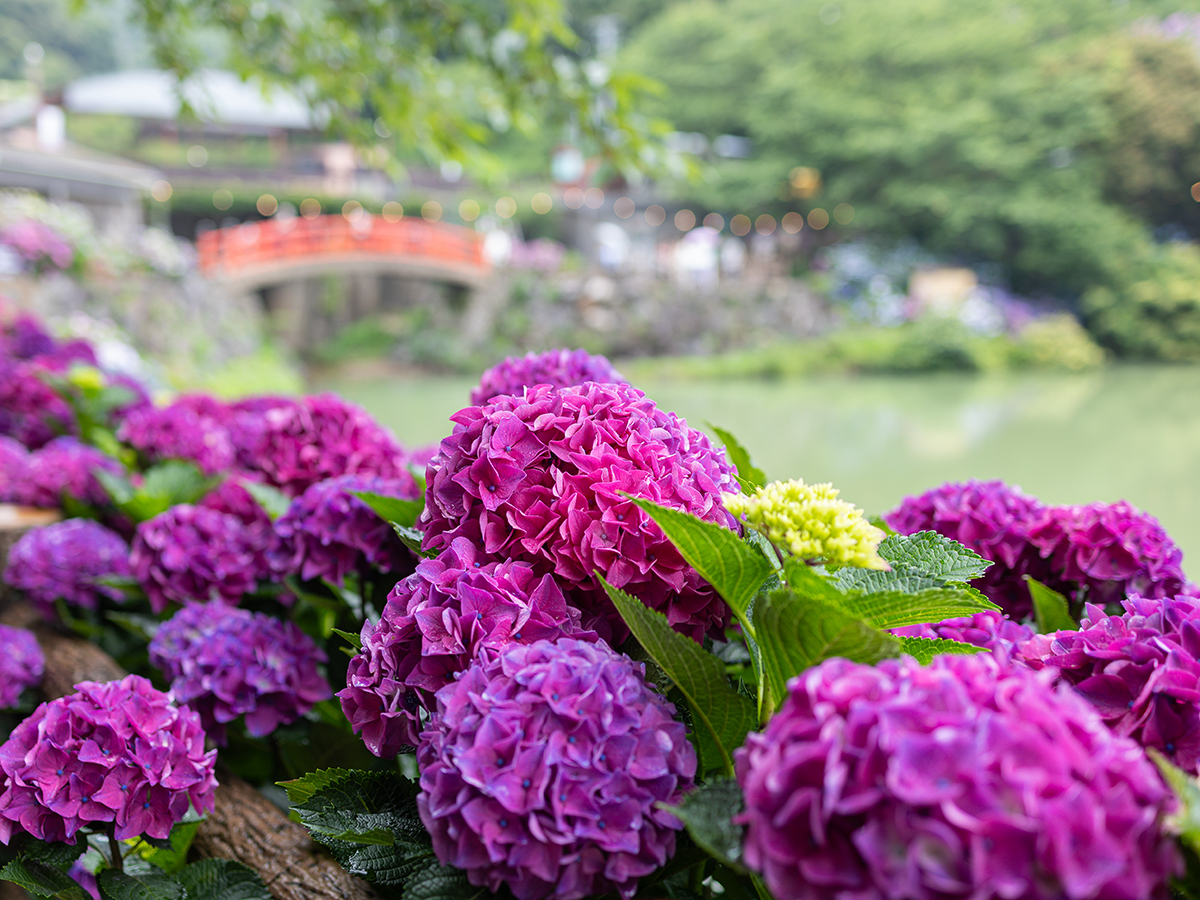 Katahara Onsen Hot Spring Hydrangea Festival