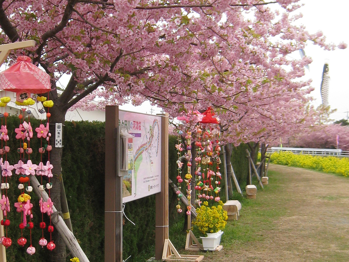 Memeda River Rapeseed Blossom & Cherry Blossom Festival