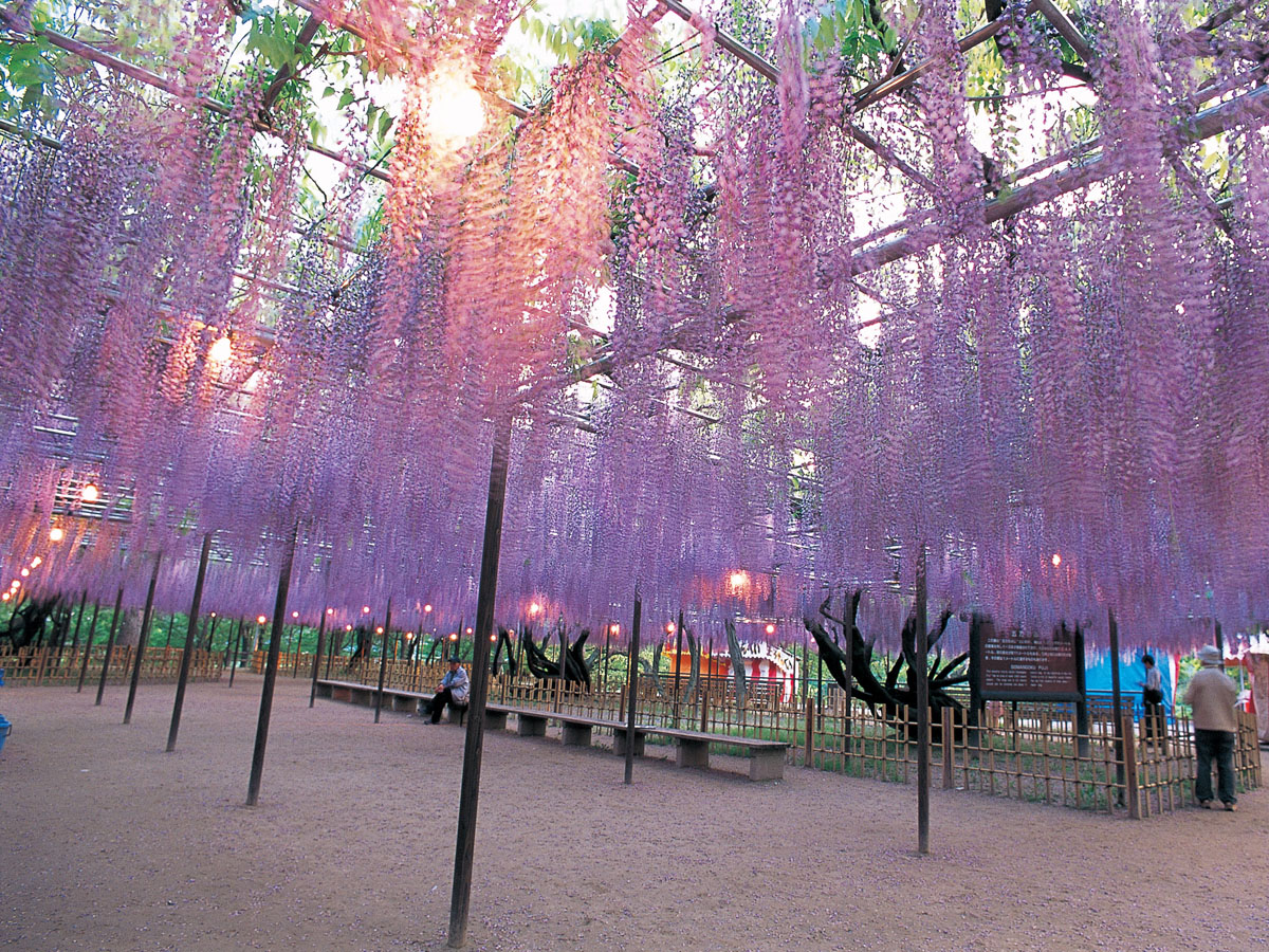 Gomangoku Wisteria Festival