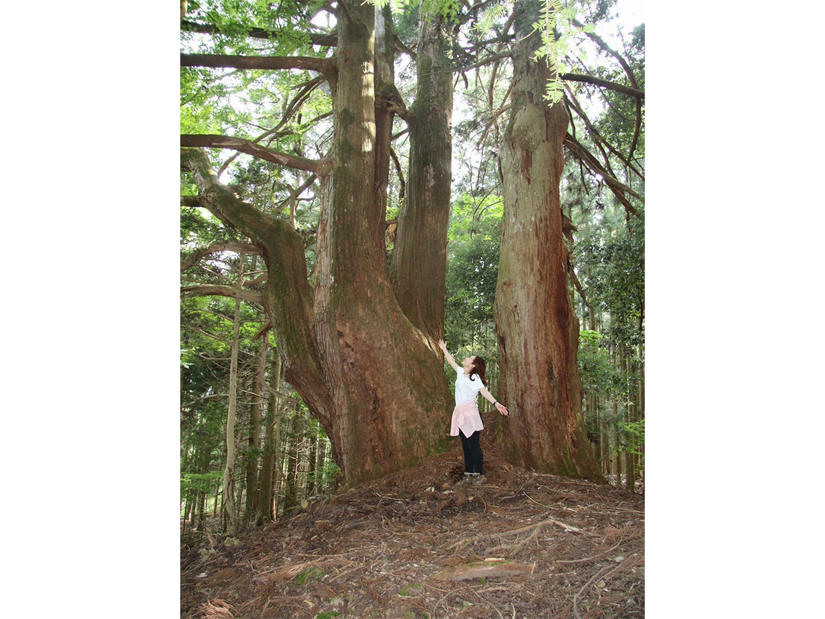 巨木に逢える町したら 天空の名木をめぐる旅