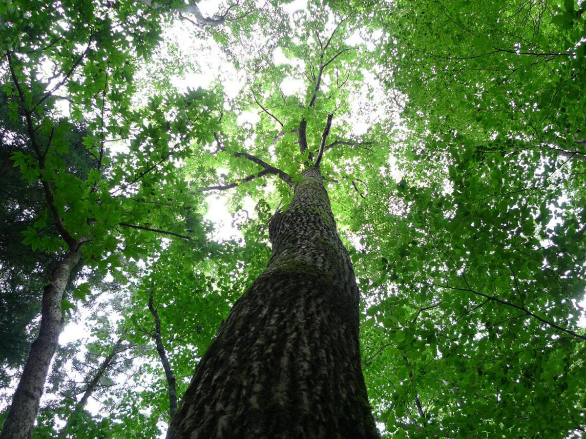 面ノ木園地(天狗棚)