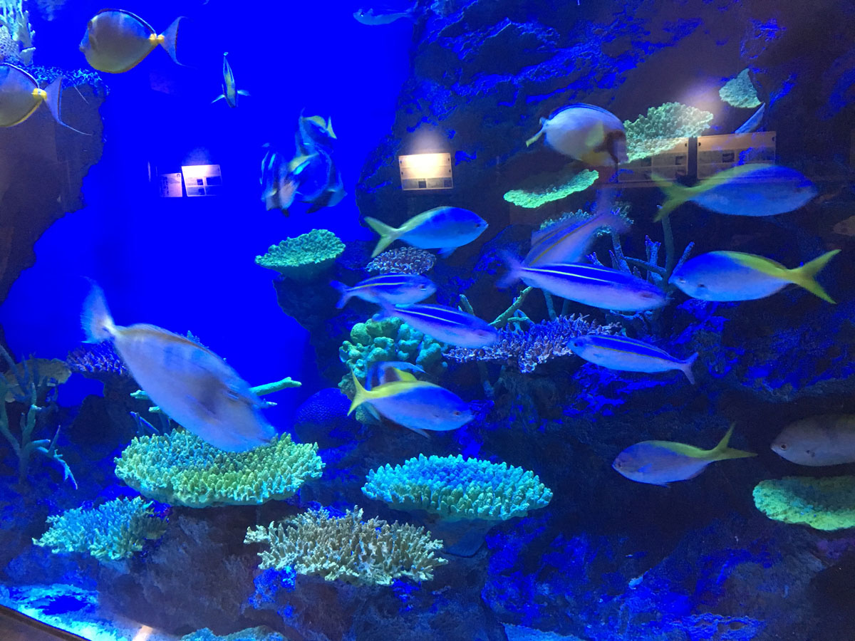 竹島水族館
