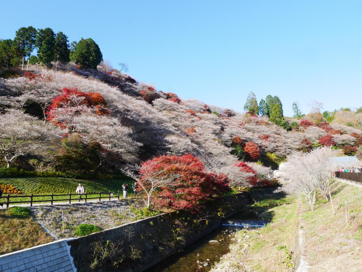 小原四季桜まつり（愛知の紅葉）