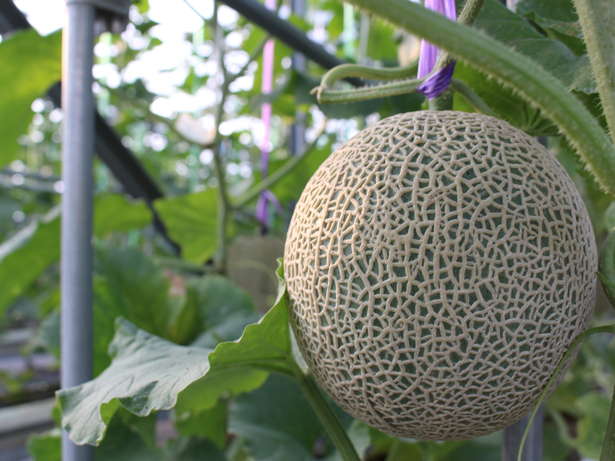 Tourism Farm Hana Hiroba