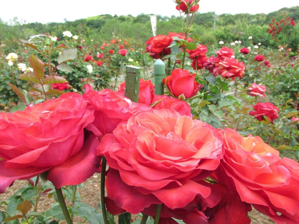 奥殿陣屋　バラまつり