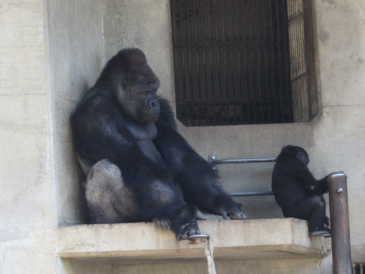 สวนสัตว์และสวนพฤกษศาสตร์ฮิกาชิยามะ