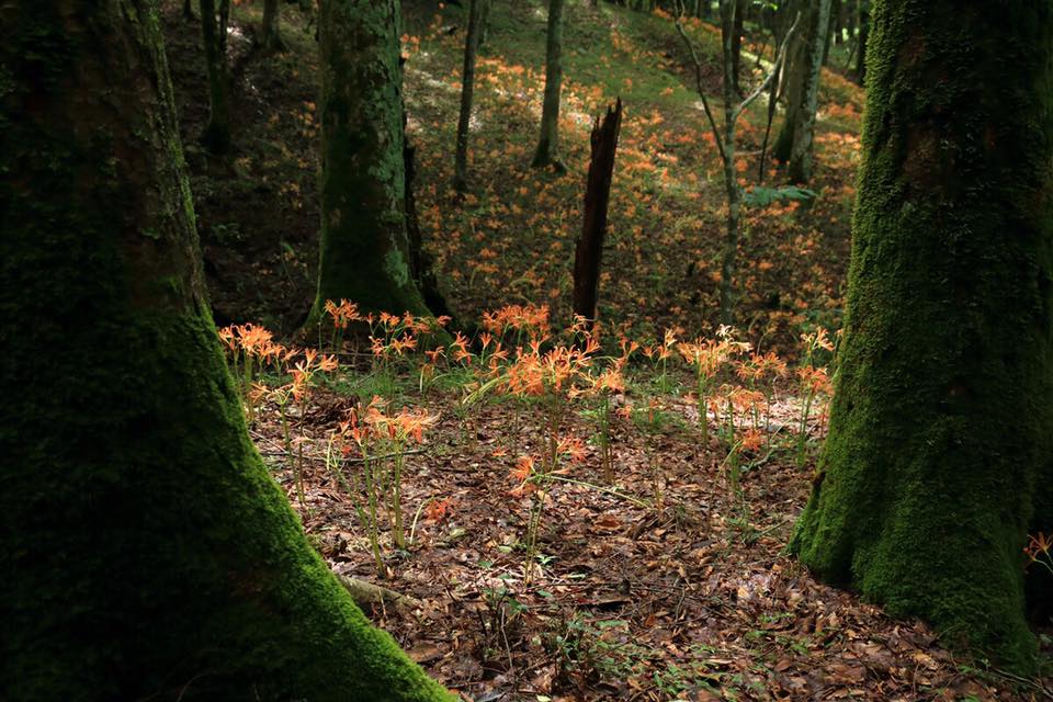 Orange Spider Lilies
