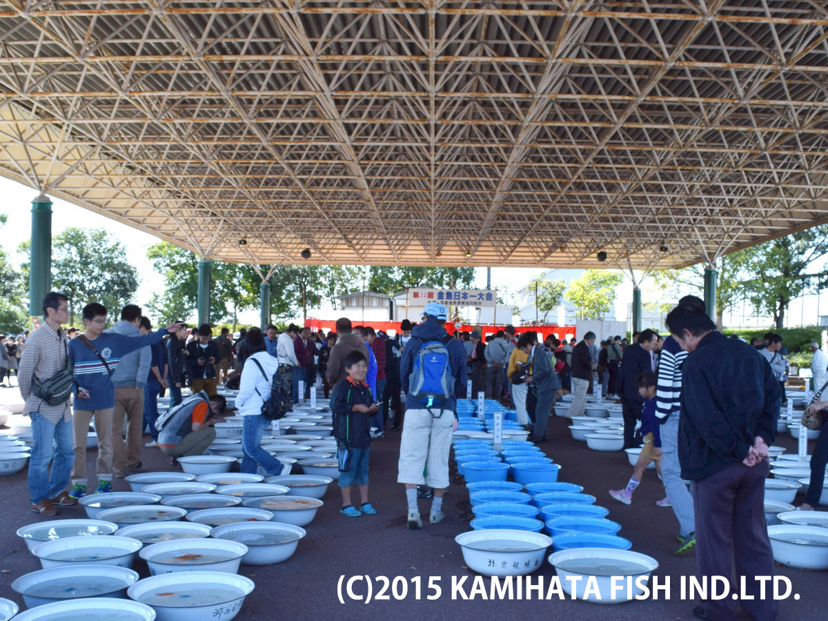 金魚日本一大会