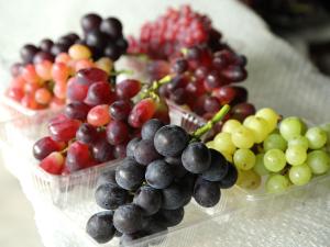 冈崎驹立摘葡萄