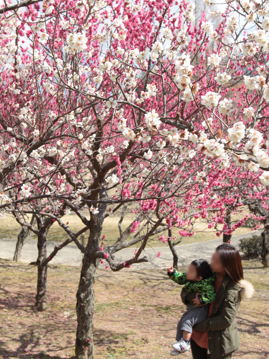 Hirashiba Park Plum Blossom Festival