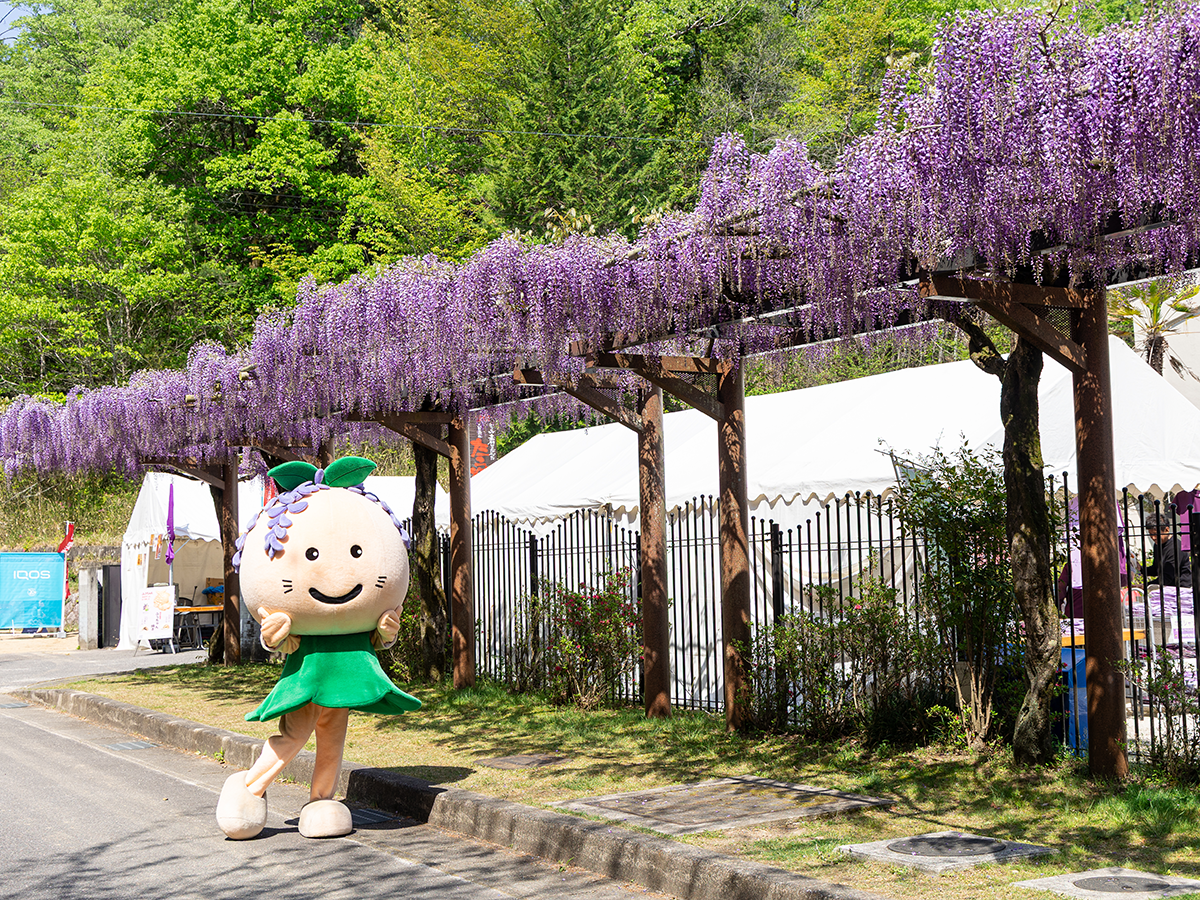 豊田市 ふじまつり ふじの回廊
