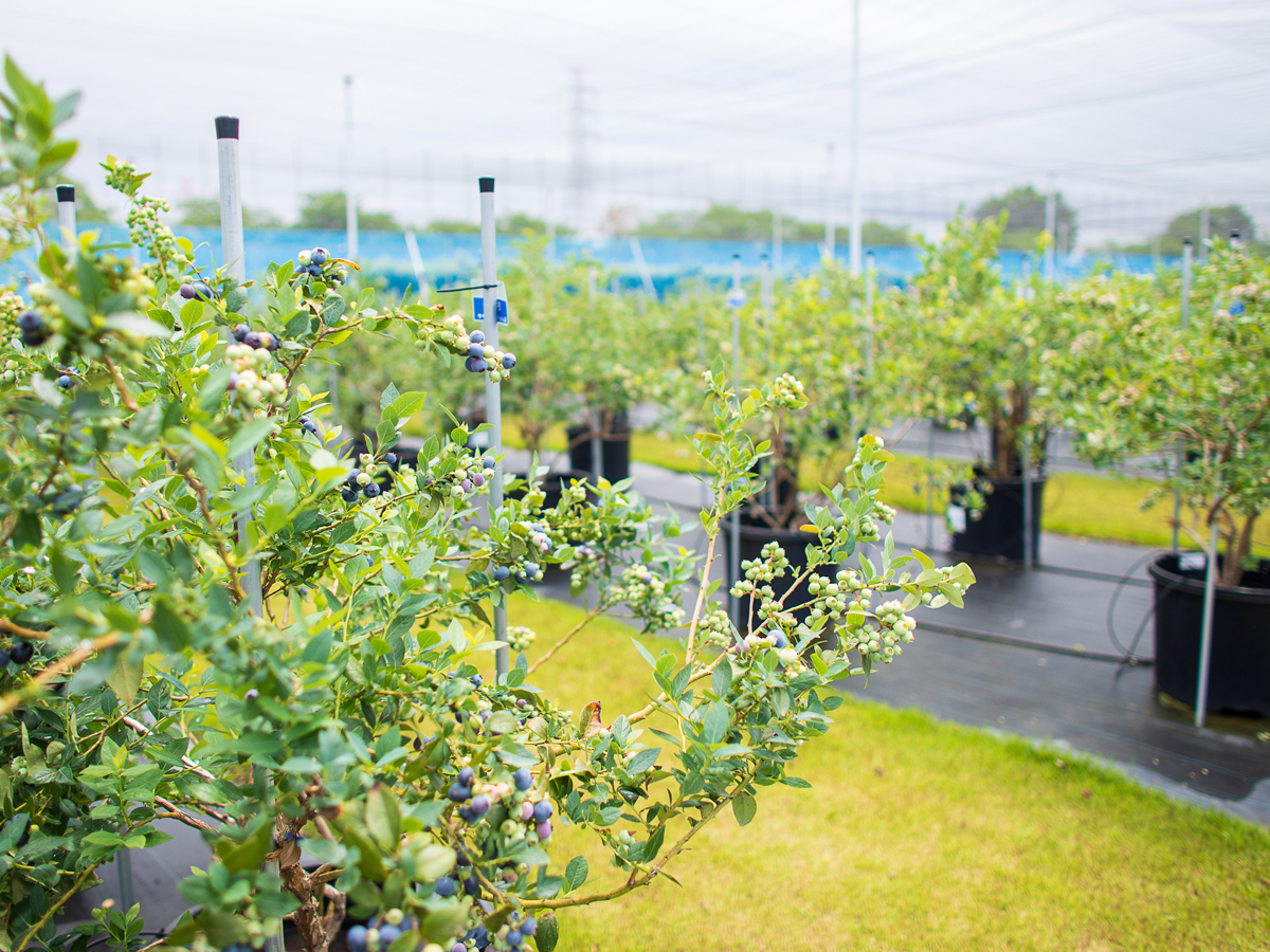 西尾ゴルフ　ブルーベリーファーム