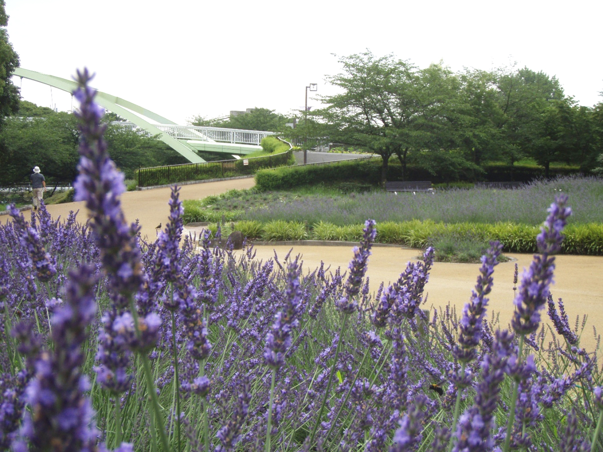 Arakogawa Park Lavender Fair