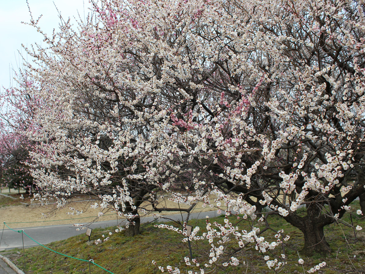 Inazawa Plum Festival (Inazawa Ume Matsuri)