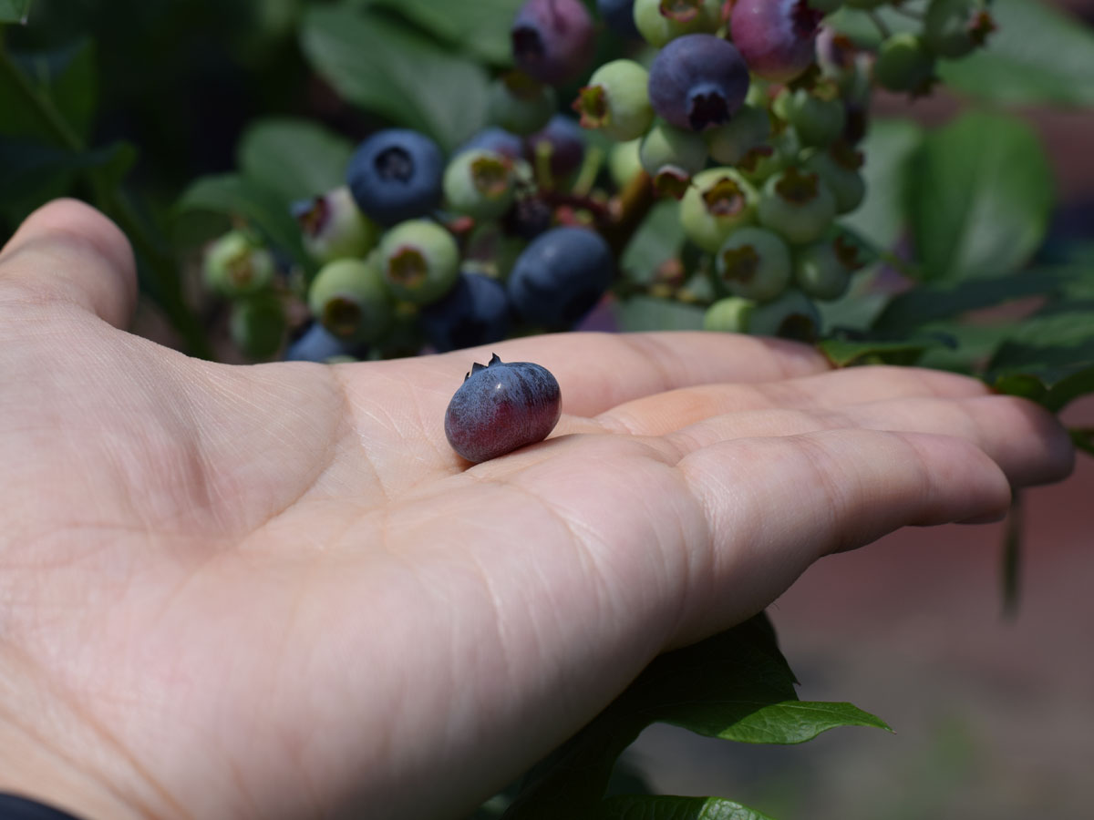 グリーンステージ花の木農園
