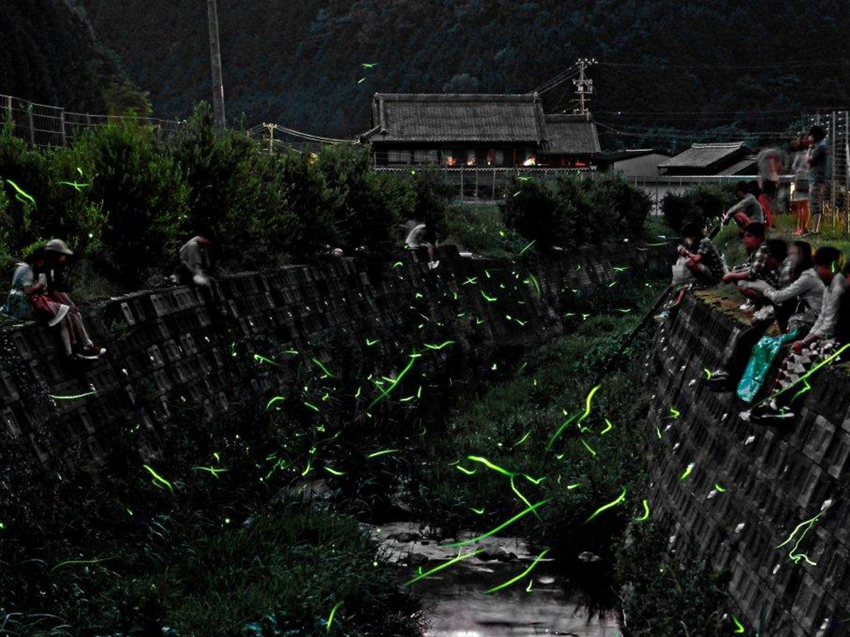 เทศกาลหิ่งห้อยทคคะวะ