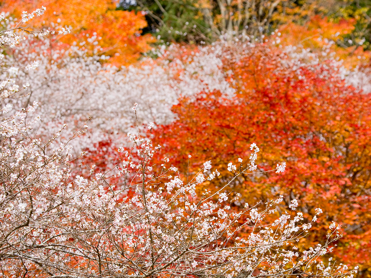 小原ふれあい公園・四季桜