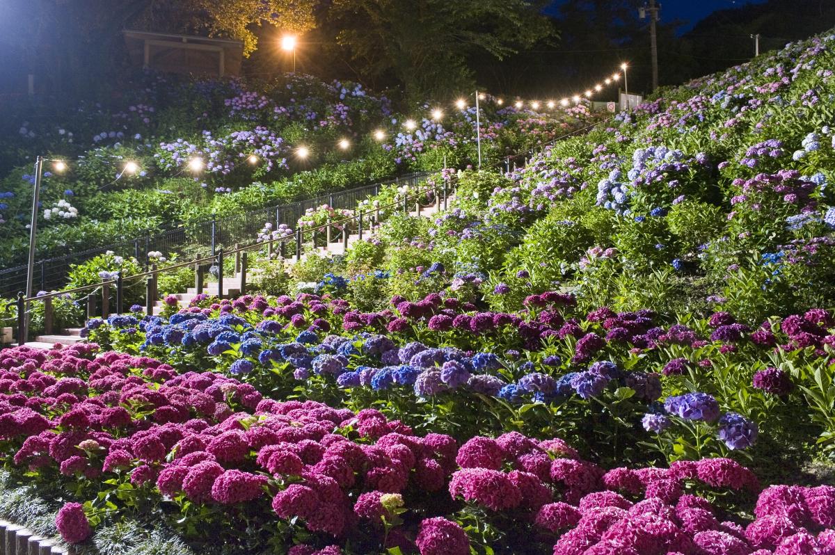 形原溫泉紫陽花節