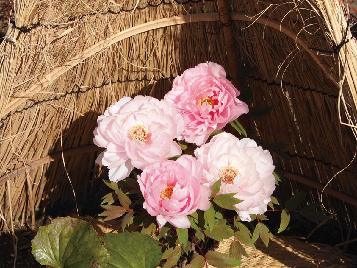 戲寒　德川園的冬季牡丹