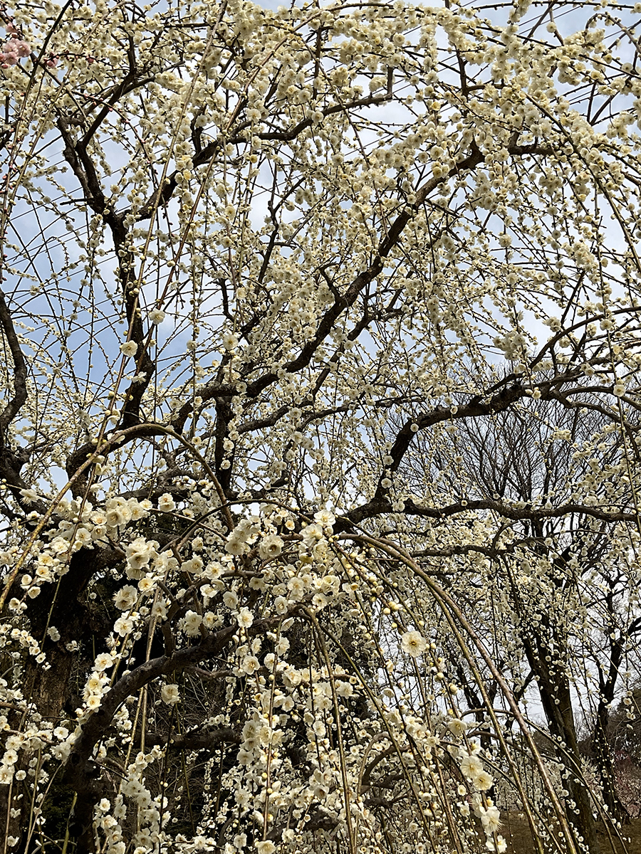 Iwazu Temmangu Shrine Plum Blossom Festival