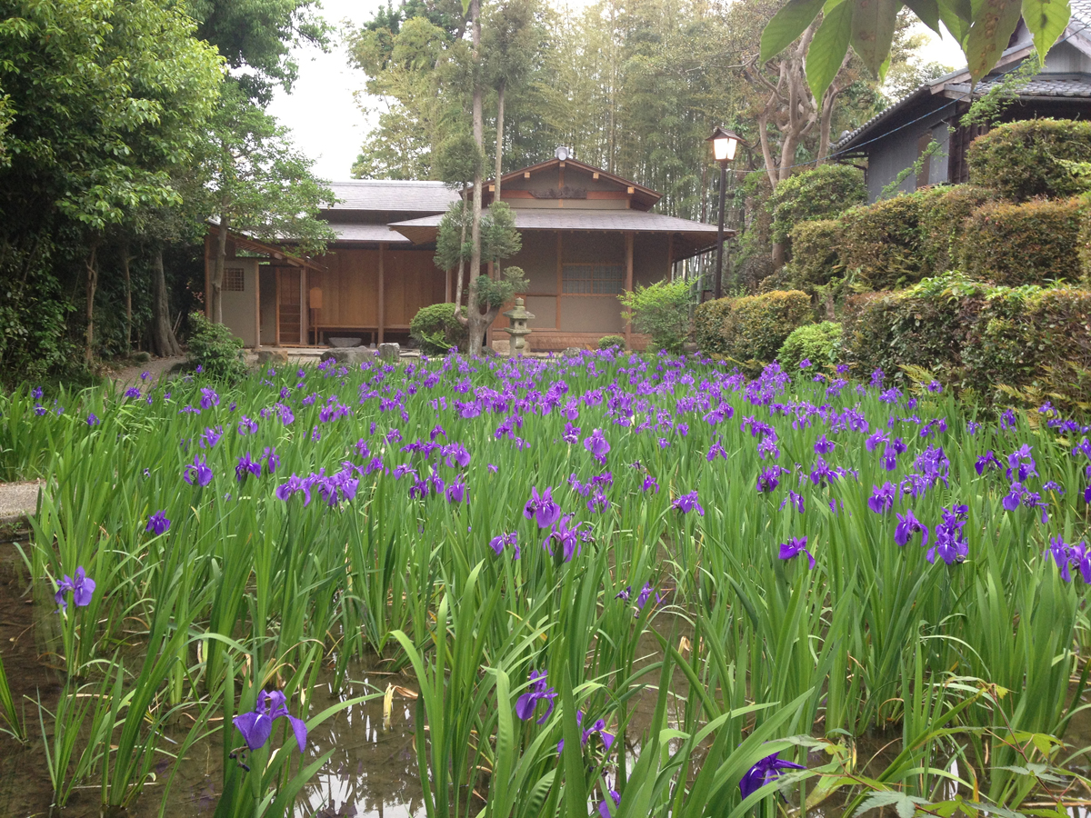 史跡八橋かきつばたまつり