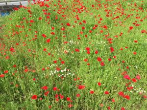 โอะคุโทะโนะ จินยะ