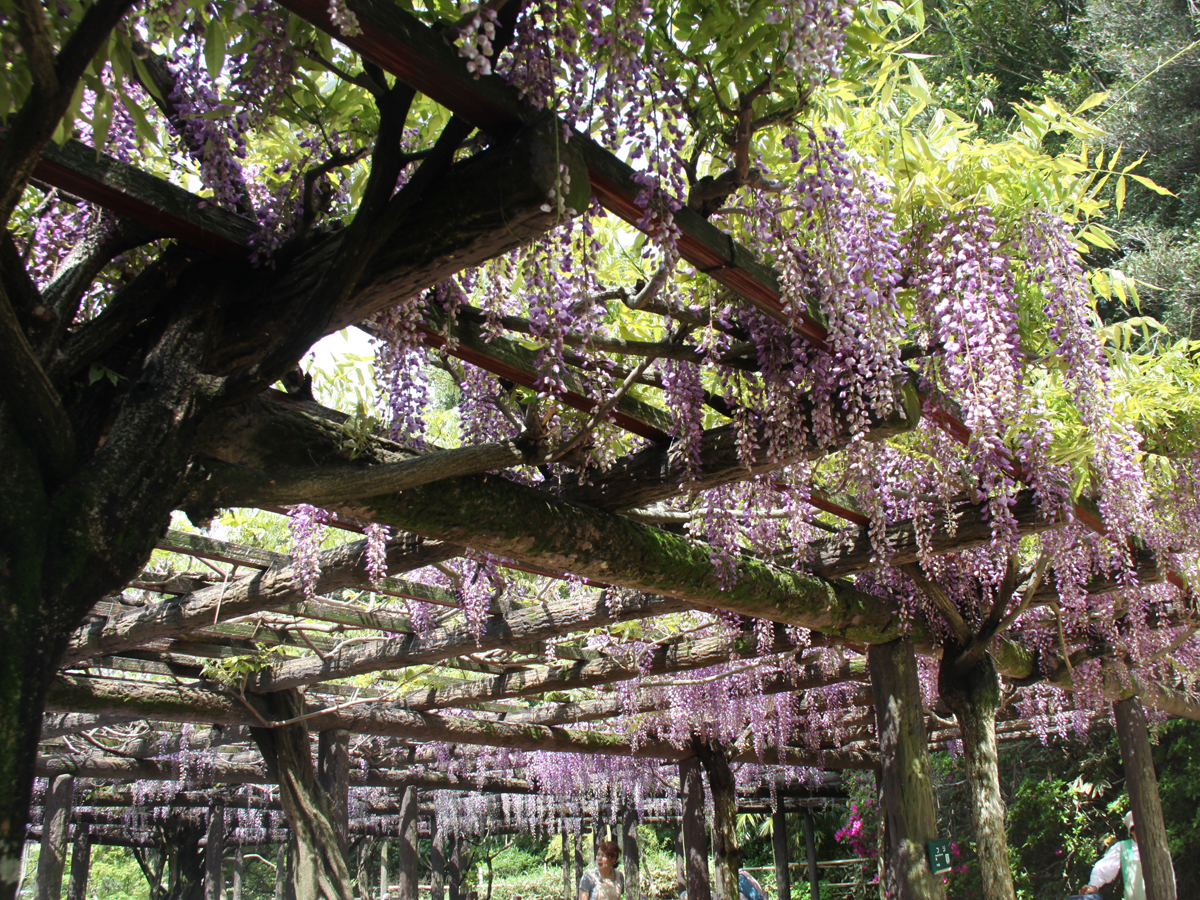 森津の藤まつり