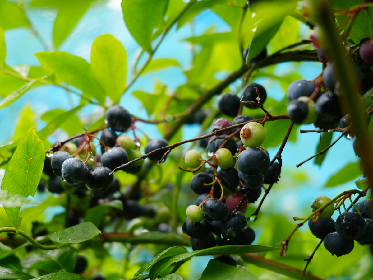 グリーンステージ花の木